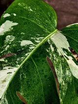 Variegated Monstera Albo Live Plant - Single Leaf Plant (Aug-12-28)