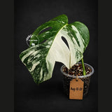 Variegated Monstera Albo Live Plant - Single Leaf Plant (Aug-12-27)