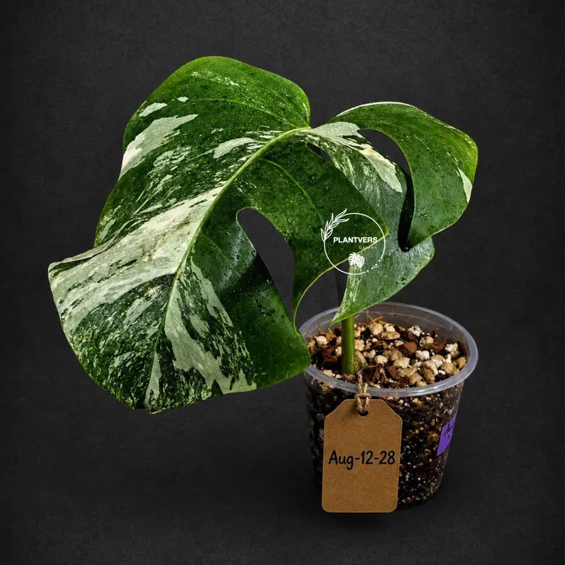 Variegated Monstera Albo Live Plant - Single Leaf Plant (Aug-12-28)