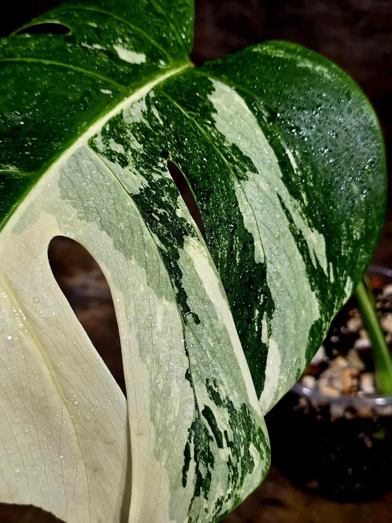 Variegated Monstera Albo Live Plant - Single Leaf Plant (Aug-12-27)