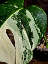 Variegated Monstera Albo Live Plant - Single Leaf Plant (Aug-12-27)