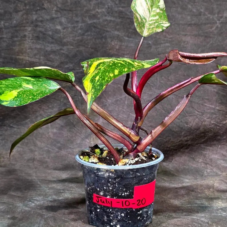 Philodendron Orange Princess - Rare Collector Plant (July-10-20)