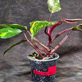 Philodendron Orange Princess - Rare Collector Plant (July-10-20)