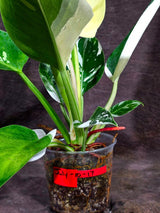 Variegated Philodendron Green Congo Original - (July-10-17)