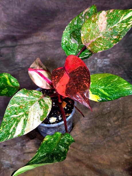 Philodendron Orange Princess - Rare Collector Plant (July-10-21)