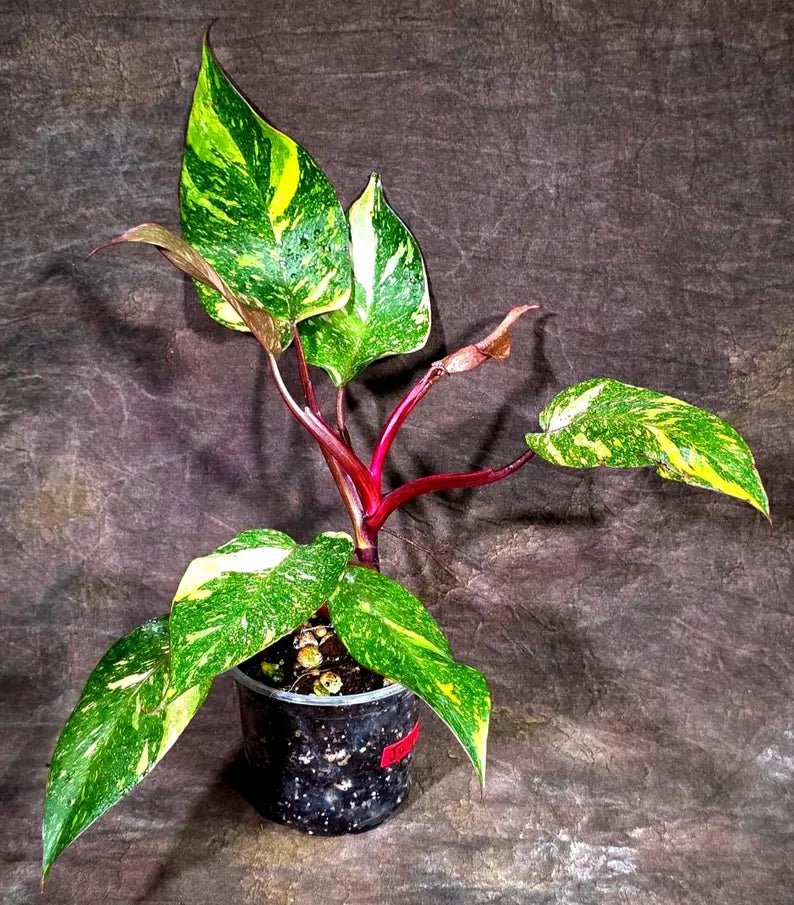 Philodendron Orange Princess - Rare Collector Plant (July-10-20)