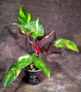 Philodendron Orange Princess - Rare Collector Plant (July-10-20)