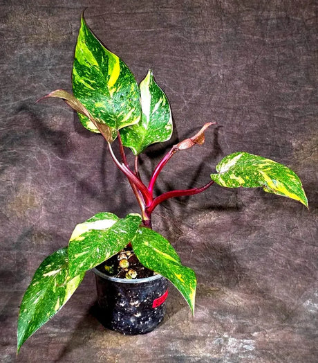 Philodendron Orange Princess - Rare Collector Plant (July-10-20)