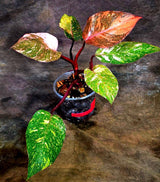 Philodendron Orange Princess - Rare Collector Plant (July-10-22)