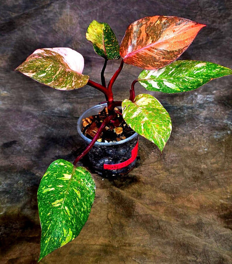 Philodendron Orange Princess - Rare Collector Plant (July-10-22)
