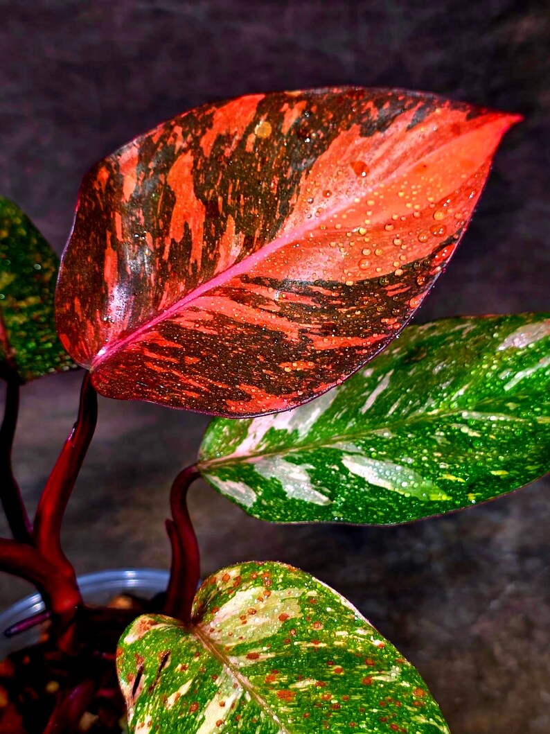 Philodendron Orange Princess - Rare Collector Plant (July-10-22)