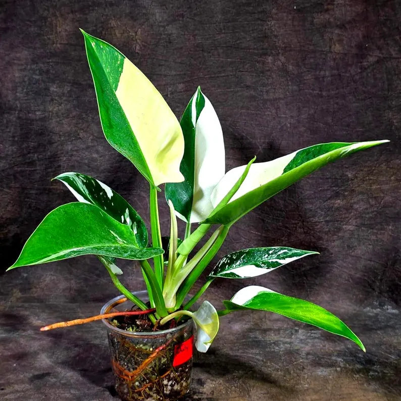 Variegated Philodendron Green Congo Original - (July-10-17)