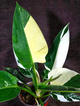 Variegated Philodendron Green Congo Original - (July-10-17)