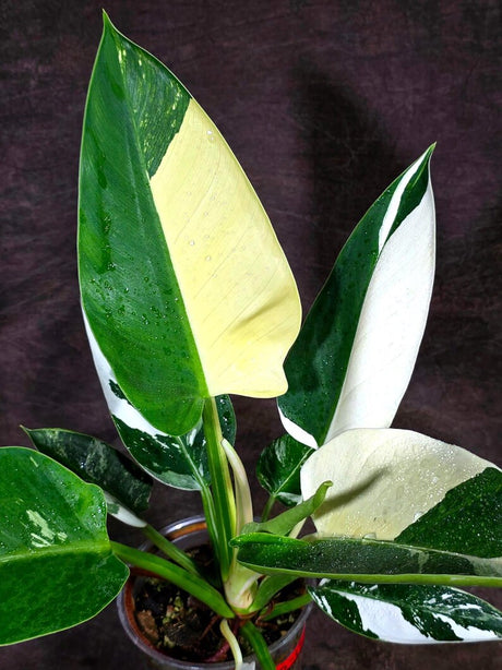 Variegated Philodendron Green Congo Original - (July-10-17)