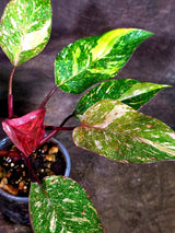 Philodendron Orange Princess - Rare Collector Plant (July-10-23)