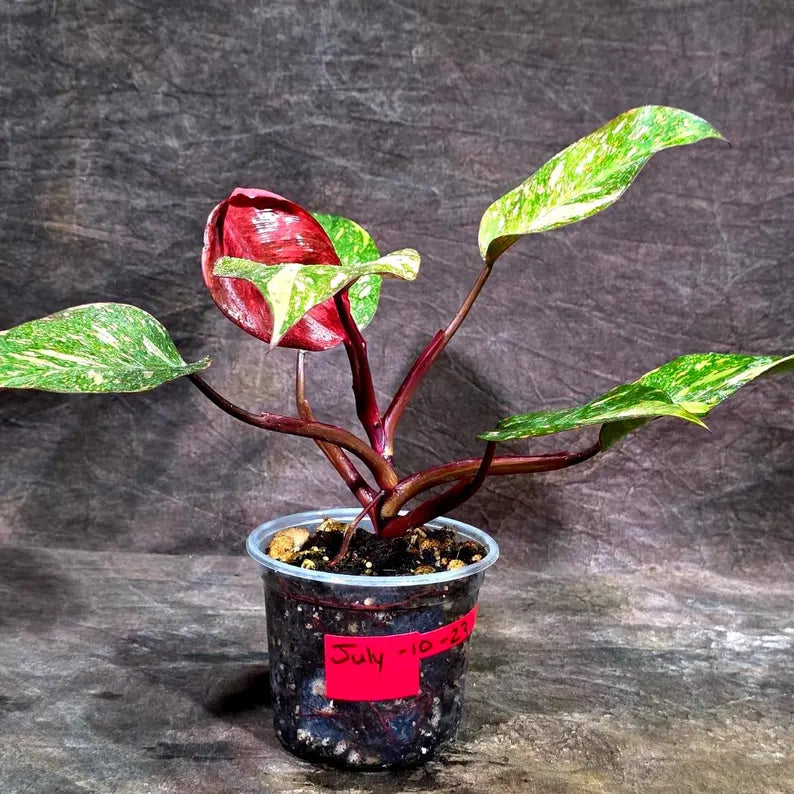 Philodendron Orange Princess - Rare Collector Plant (July-10-23)