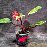 Philodendron Orange Princess - Rare Collector Plant (July-10-23)