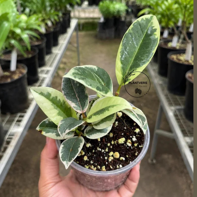 Ficus Tineke Clump Live Plant in 3" Nursery Pot - Variegated Rubber Tree - Ficus Elastica Tineke - Indoor Houseplant - Easy Care Plant