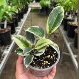 Ficus Tineke Clump Live Plant in 3" Nursery Pot - Variegated Rubber Tree - Ficus Elastica Tineke - Indoor Houseplant - Easy Care Plant