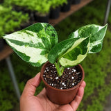 N'Joy Pothos Live Starter Plant in 2" Nursery Pot - Epipremnum Aureum N'Joy - Variegated Pothos - Indoor Houseplant