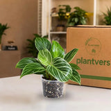 High Variegated Philodendron Birkin Live Plant in 4" Nursery Pot - Rare White Variegated Birkin - Tropical Indoor Houseplant