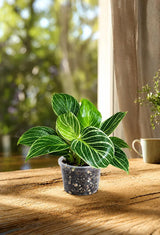 High Variegated Philodendron Birkin Live Plant in 4" Nursery Pot - Rare White Variegated Birkin - Tropical Indoor Houseplant