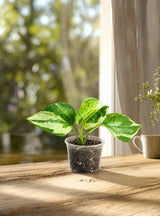 N'Joy Pothos Live Starter Plant in 2" Nursery Pot - Epipremnum Aureum N'Joy - Variegated Pothos - Indoor Houseplant