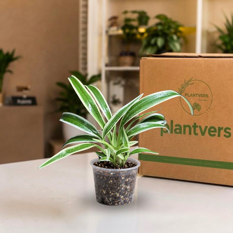 Reverse Spider Plant Live Plant in 3" Nursery Pot - Chlorophytum Comosum Reverse Variegated - Air Purifying Indoor Houseplant