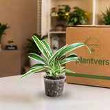 Reverse Spider Plant Live Plant in 3" Nursery Pot - Chlorophytum Comosum Reverse Variegated - Air Purifying Indoor Houseplant