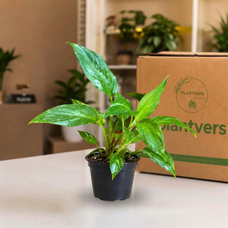 Variegated Peace Lily Live Plant in 4" Nursery Pot - Variegated Spathiphyllum - Rare Indoor Houseplant - Tropical Foliage Plant