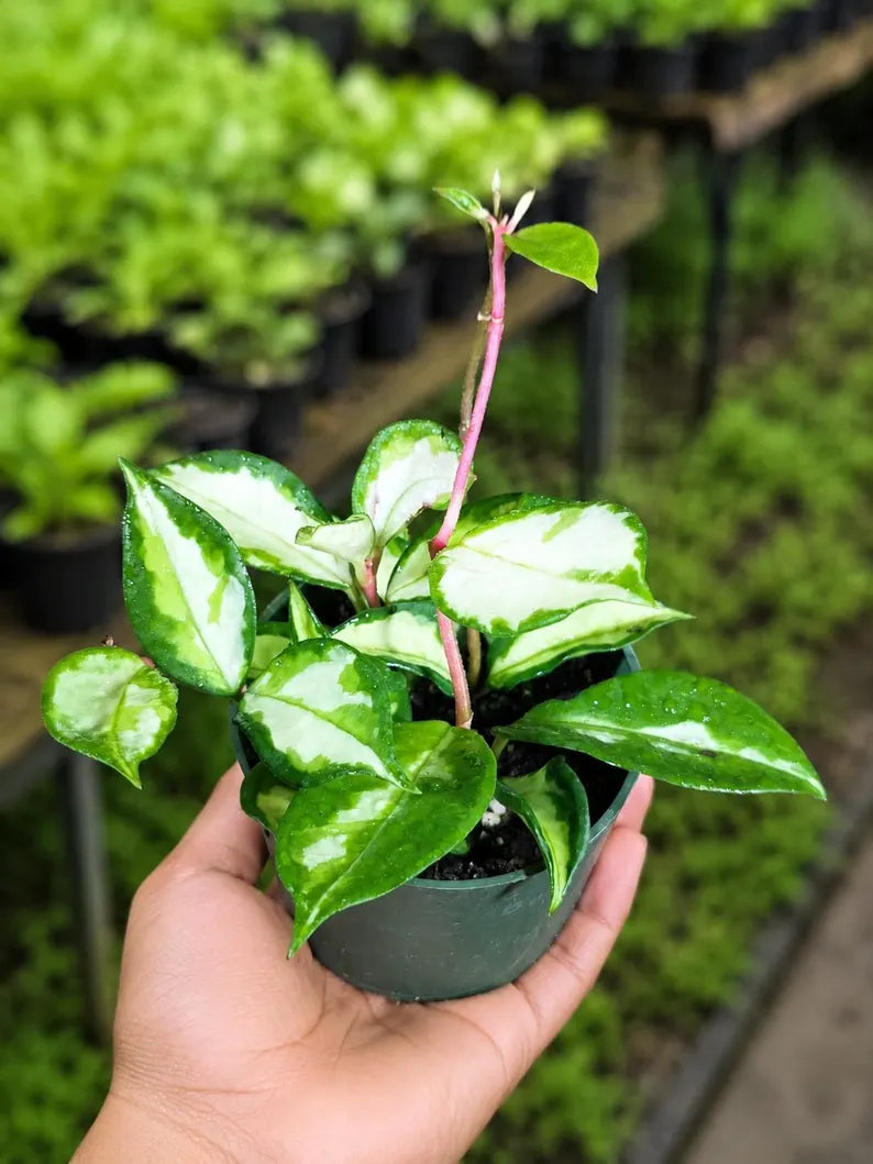 Hoya Carnosa Live Plant in 4" Nursery Pot - Wax Plant - Porcelain Flower - Easy Care Indoor Vining Houseplant - Pet Friendly