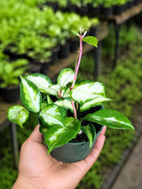Hoya Carnosa Live Plant in 4" Nursery Pot - Wax Plant - Porcelain Flower - Easy Care Indoor Vining Houseplant - Pet Friendly