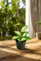 Hoya Carnosa Live Plant in 4" Nursery Pot - Wax Plant - Porcelain Flower - Easy Care Indoor Vining Houseplant - Pet Friendly