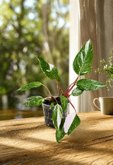 Philodendron Pink Princess in 4" Pot - Variegated Live Pink Princess Marble - Rare Collector Plant - Beginners Plant- Non-Exact
