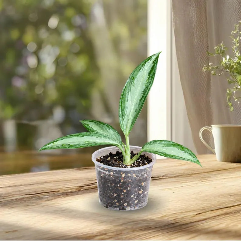 Aglaonema White Rain Live Plant in 3" Nursery Pot - Chinese Evergreen Houseplant - Easy Care Indoor Plant - Air Purifying Home Decor