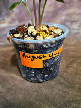 Alocasia Bambino Albo Variegated Live Plant (Aug-4-1-ER)