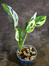 Variegated Monstera Adansonii Albo Plant - Rare Swiss Cheese (Aug-4-30-ER)