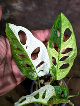 Variegated Monstera Adansonii Albo Plant - Rare Swiss Cheese (Aug-4-30-ER)