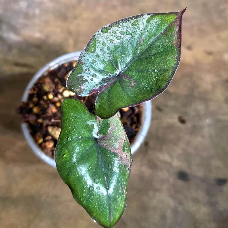 Alocasia Serendipity Pink Variegated (Aug-4-8)