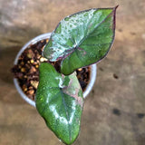 Alocasia Serendipity Pink Variegated (Aug-4-8)