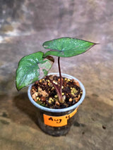 Alocasia Serendipity Pink Variegated (Aug-4-8)