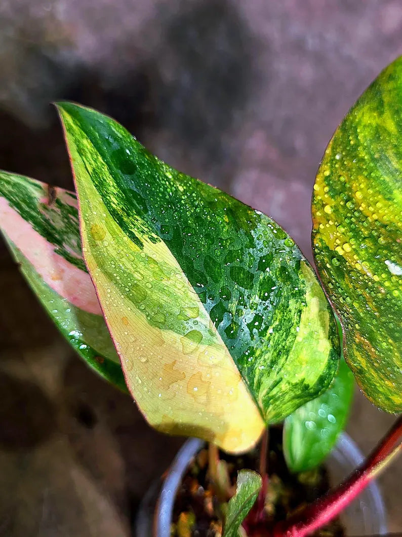 Philodendron Pink Princess Tricolor (Aug-4-7)