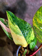 Philodendron Pink Princess Tricolor (Aug-4-7)