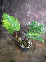 Variegated Philodendron Mayoi - Fern Leaf Philodendron (Aug-4-29-ER)