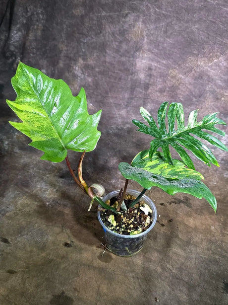 Variegated Philodendron Mayoi - Fern Leaf Philodendron (Aug-4-29-ER)