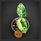 Alocasia Black Velvet Splash - Rare Variegated Alocasia(Aug-4-3)