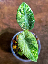 Alocasia Black Velvet Splash - Rare Variegated Alocasia(Aug-4-3)