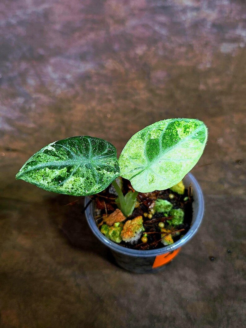 Alocasia Black Velvet Splash - Rare Variegated Alocasia(Aug-4-3)