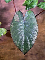 Alocasia Serendipity Pink Variegated (Aug-4-12-ER)