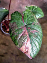 Alocasia Serendipity Pink Variegated (Aug-4-12-ER)